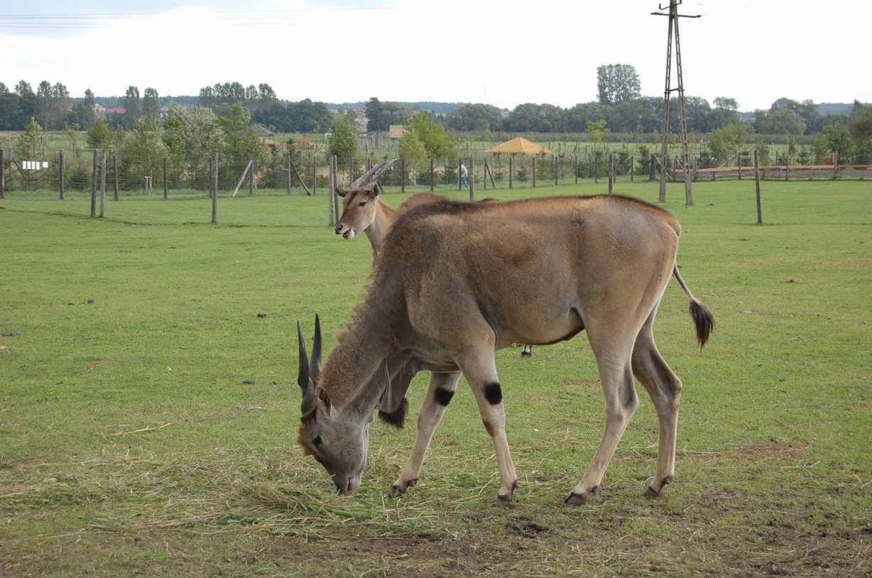 DSC_0738.JPG