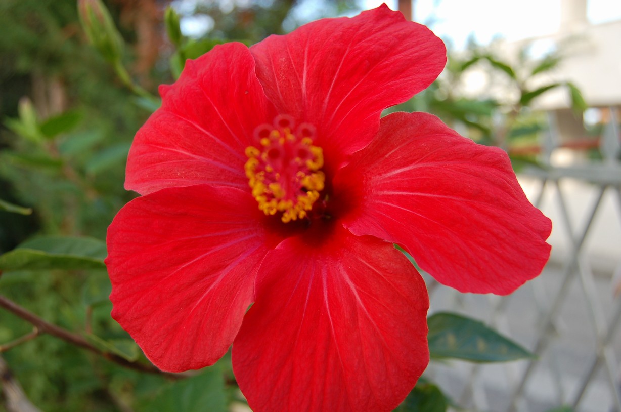 DSC_0984.JPG